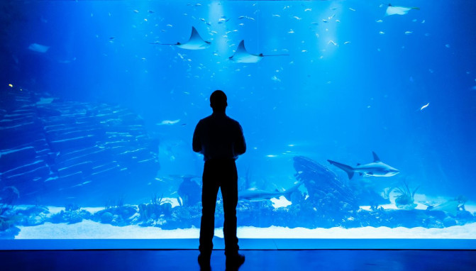 Nacho Dean en el acuario Atlantis