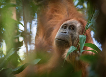 orangutan