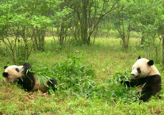 Panda gigante comiendo bambú