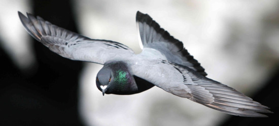 PIGEON FLYING