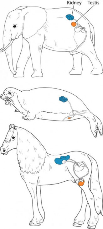 posicion testiculos