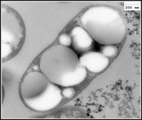 Pseudomonas_ putida_ acumulando_ bioplastico_CIB