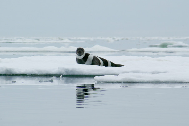 Foca franjeada (Histriophoca fasciata) / Michael Cameron (NOAA)