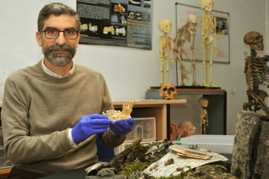 El investigador del CSIC Antonio Rosas con la mandíbula neandertal / Andrés Díaz (CSIC)