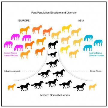 Infografía de la historia genética de los caballos