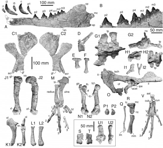 Huesos de Peregocetus