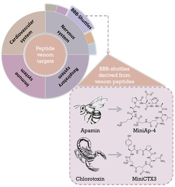 Veneno-de-escorpion-para-hacer-llegar-farmacos-al-cerebro_image_380