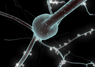 <p>Un modelo 3D de neurona reconstruido a partir de datos de laboratorio. Las protuberancias son terminales presinápticas. / EPFL</p>