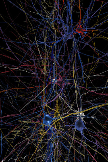<p>Simulación de red neuronal en la que se muestran formas 3D de células individuales reconstruidas con datos de laboratorio. / EPFL</p>