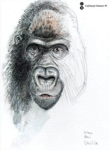 <p>Dibujo de un gorila . / J Sabater Pi / UB</p>