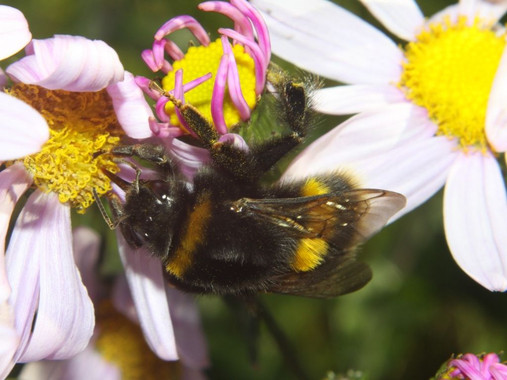 <p>Los abejorros (<em>Bombus</em>) se están viendo obligados a desplazarse muy al sur con respecto a su hábitat en Europa y América del Norte en busca de temperaturas más adaptadas a su ciclo de vida, algo alarmante si se tiene en cuenta que son los principales polinizadores de una región. / Tony Wills</p>