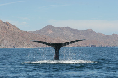 <p>Ballena azul en el Golfo de California. / Diane Gendron.</p>