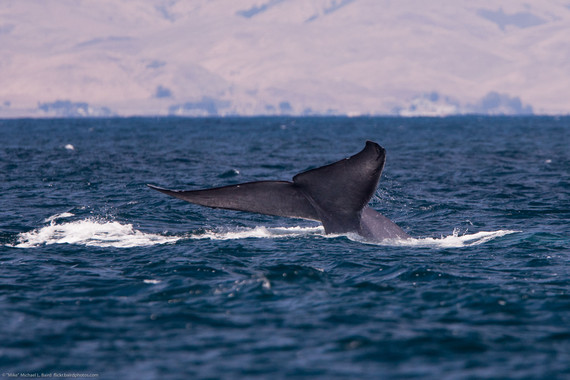 <p>El exceso de CO<sub>2</sub> es absorbido en gran parte por los océanos y ello afecta directamente a las poblaciones de kril, del que se alimenta la ballena azul (<em>Balaenoptera musculus</em>), que en el futuro se vería obligada a desplazarse mucho más al sur en busca de estos seres vivos. / Mike Baird</p>