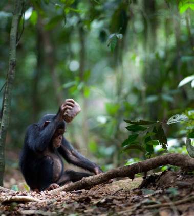 <p>Un chimpancé (<em>Pan troglodytes</em>) rompiendo nueces. Imagen: Luncz et al. Current Biology</p>