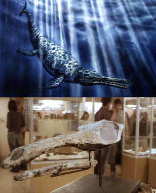 <p>Cráneo fósil y recreación de un nuevo cocodrilo marino del Jurásico que habitó en los fondos marinos que cubrían parte del territorio aragonés hace 164 millones de años. / Aragosaurus.</p>