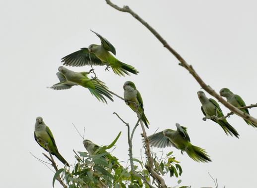 <p>La cotorra argentina <em>o Myiopsitta monachus,</em>originaria de Sudamérica<em>,</em> se ha introducido en numerosos países. Imagen: <a href="http://www.flickr.com/photos/cdtimm/4649761579/sizes/o/" target="_blank">Cláudio Timm</a></p>