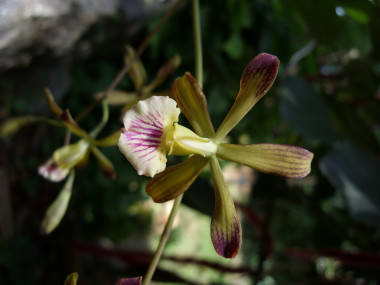 <p><em>Encyclia navarroi</em> recibe muy pocas visitas de las abejas, lo que garantiza la conservación de estas plantas. Imagen: Angel Vale.</p>