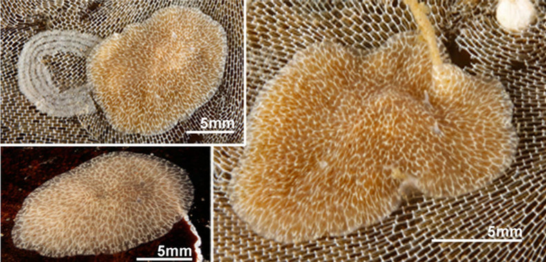 <p>Las dos nuevas especies descubiertas de gusano marino: <em>Hoploplana elisabelloi</em> sobre un briozoo (<em>Membranipora membranacea</em>) con el cual llega a mimetizarse; en el margen izquierdo superior, <em>H. elisabello</em>i con su caracteristica puesta de huevos / Carolina Noreña</p>