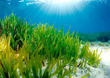 <p>Pradera de <em>Posidonia oceania </em>de Formentera, donde se ha encontrado el ejemplar más longevol. Imagen: Manu Sanfélix</p>