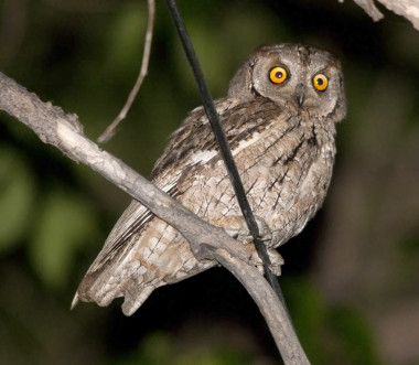 <p>Autillo europeo (<em>Otus scops</em>). Imagen: Sergey Yeliseev</p>
