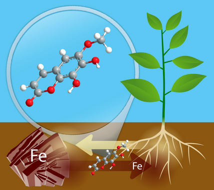 <p>Los investigadores han detectado compuestos fenólicos que facilitan la absorción de hierro por las plantas. / EEAD-CSIC</p>