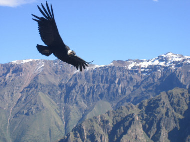 <p>Un cóndor sobrevuela la cordillera de los Andes. Imagen por <a href="http://www.flickr.com/photos/ghewgill/105140667/" target="_blank">Matito</a></p>