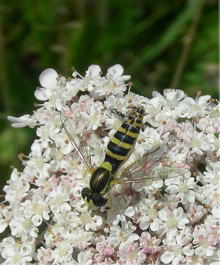 <p>Los expertos estudian los numerosos vínculos entre el bienestar social y la preservación de los ecosistemas. En la foto, la mosca de las flores (<em>Syrphidae</em>). Imagen: J.L. Cernadas.</p>