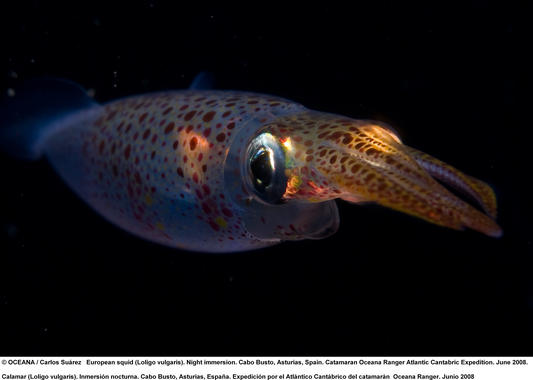 <p>Calamar (Loligo vulgaris). Imagen: Carlos Suárez</p>