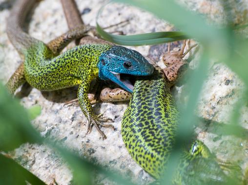 <p>Lagarto de Valverde. Imagen Luis Faisco</p>