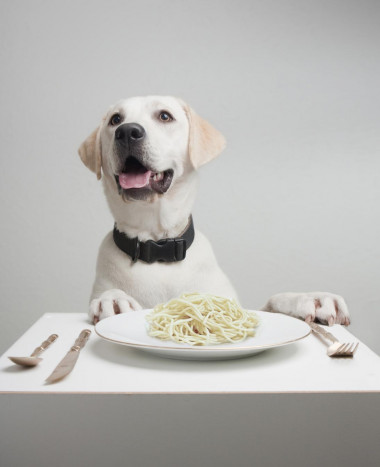 <p>Los perros pueden digerir almidón de manera más eficiente que sus antepasados los lobos. Imagen: Lauren Solomon, iStockphoto, Nicholas Moore.</p>