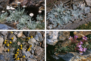 <p>Flora de alta montaña. Imagen: © Harald Pauli</p>