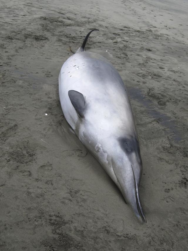 Cetaceo Con Un Lungo Dente Aguzzo