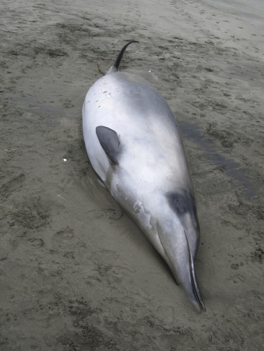 <p>Cuando las encontraron, ambos mamíferos fueron incluidos en la especie de ballena picuda de Gray, que aparece en la fotografía. Imagen: Gobierno de Nueva Zelanda</p>