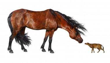 <p>Ilustración de un caballo actual (izquierda) y de un <em>Sifrhippus sandrae</em> del tamaño de un perro pequeño (derecha). Imagen: Daniel Byerley. Museo de Historia Natural de FLorida</p>