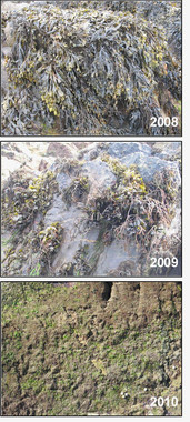 <p>Deterioro de una población de <em>fucus </em>en Asturias. Foto: Chely Fernández.</p>