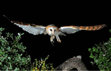 <p>La lechuza común es una de las especies que ostenta mayores declives. Imagen: Iván Corbacho de la Herrán.</p>