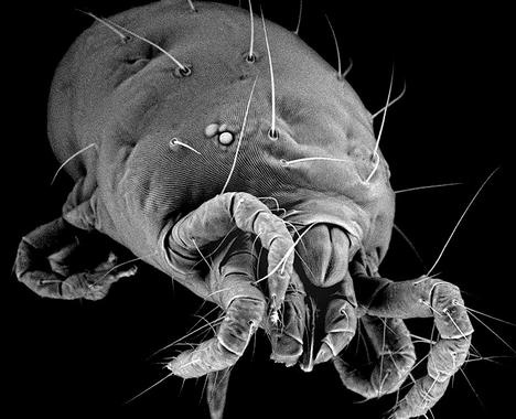 <p>El genoma de la ‘araña roja’ es particularmente pequeño pero muy denso, tanto que sus genes ocupan el 50% de la secuancia. Imagen: Wannes.Dermauw; Ghent.University.</p>