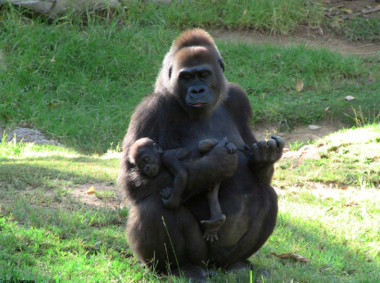 <p>La gorila a quien se le ha secuenciado el genoma, Kamilah, en el Zoo de San Diego, en los Estados Unidos.</p>