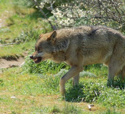 <p>Ejemplar de lobo ibérico. Imagen: <a href="http://www.flickr.com/photos/torrelodones/461580492/sizes/o/in/photostream/" target="_blank">Netícola – Raúl A</a></p>