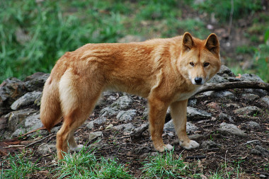 <p>El dingo era considerado una raza antigua. Imagen: <a href="http://commons.wikimedia.org/wiki/File:Canis_lupus_dingo_-_cleland_wildlife_park.JPG?uselang=es" target="_blank">Wikipedia.</a></p>