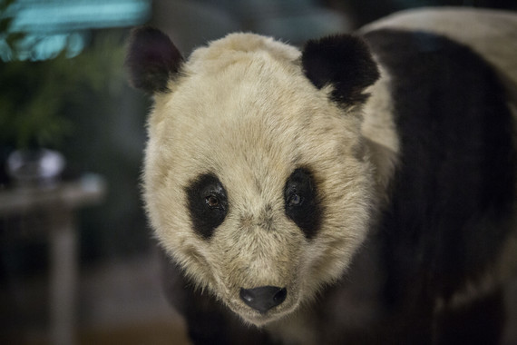 <p>Chu-Lin ya se expone disecado junto a su madre en el Museo Nacional de Ciencias Naturales de Madrid, 20 años después de su muerte.</p>
