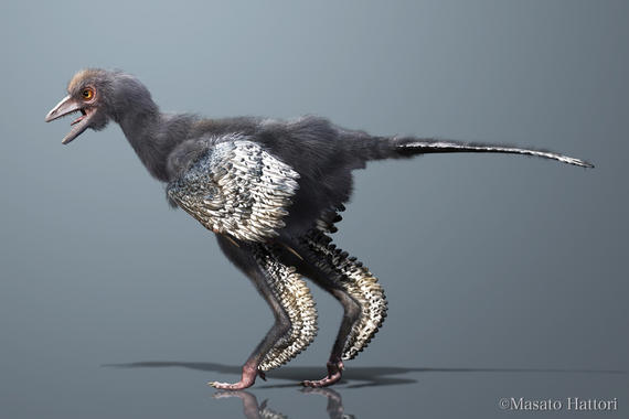 <p>Reconstrucción del <em>Aurornis xui</em>. / Masato Hattori</p>