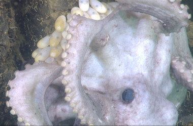 <p>Pulpo de aguas profundas protegiendo sus huevos. Robinson et al</p>
