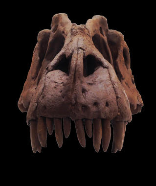 <p>Cráneo del <em>Lythronax </em><em>argestes</em>, que incluye piezas de fósiles reales y muestra las características únicas de este nuevo tiranosaurio. / Mark Loewen, NHMU.</p>