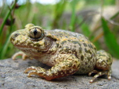 <p>Fotografía de un sapo partero (<em>Alytes obstetricans</em>). Imagen: Laurent Lebois.</p>