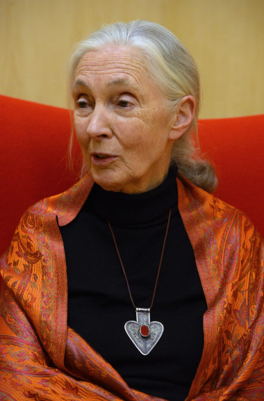 <p>Jane Goodall en su visita al Museo de la Evolución. / MEH.</p>