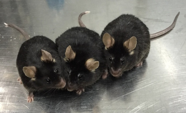 <p>Ratones de 12 meses nacidos del esperma creado en el laboratorio a partir de células madre. / Xiao-YangZhao, Jiahao Sha,Qi Zhou</p>