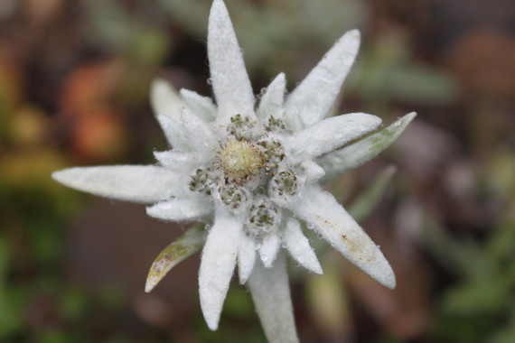 <p>El clima cálido ha obligado a la flor de las nieves (<em>Leontopodium alpinum</em>) a colonizar altitudes más elevadas, en busca de temperaturas más frescas, a la que está adaptada y necesita para sobrevivir. / Col Ford y Natasha de Vere</p>