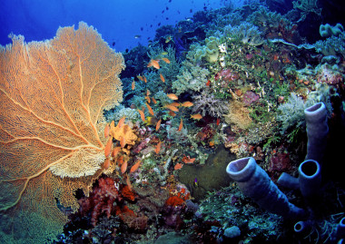<p>Corales y peces en el Sudeste de Sulawesi, Indonesia. / Keoki Stender, Marinelifephotography.com.</p>
