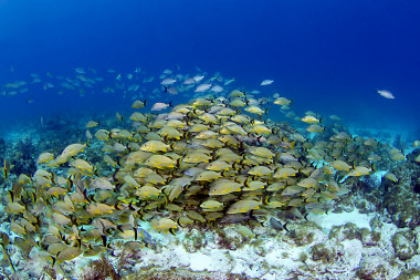 <p>Pargos (<em>Pagrus pagrus</em>) en el arrecife Cayo Largo, (Florida, EE UU). / Keoki Stender, Marinelifephotography.com</p>